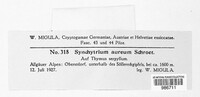 Synchytrium aureum image